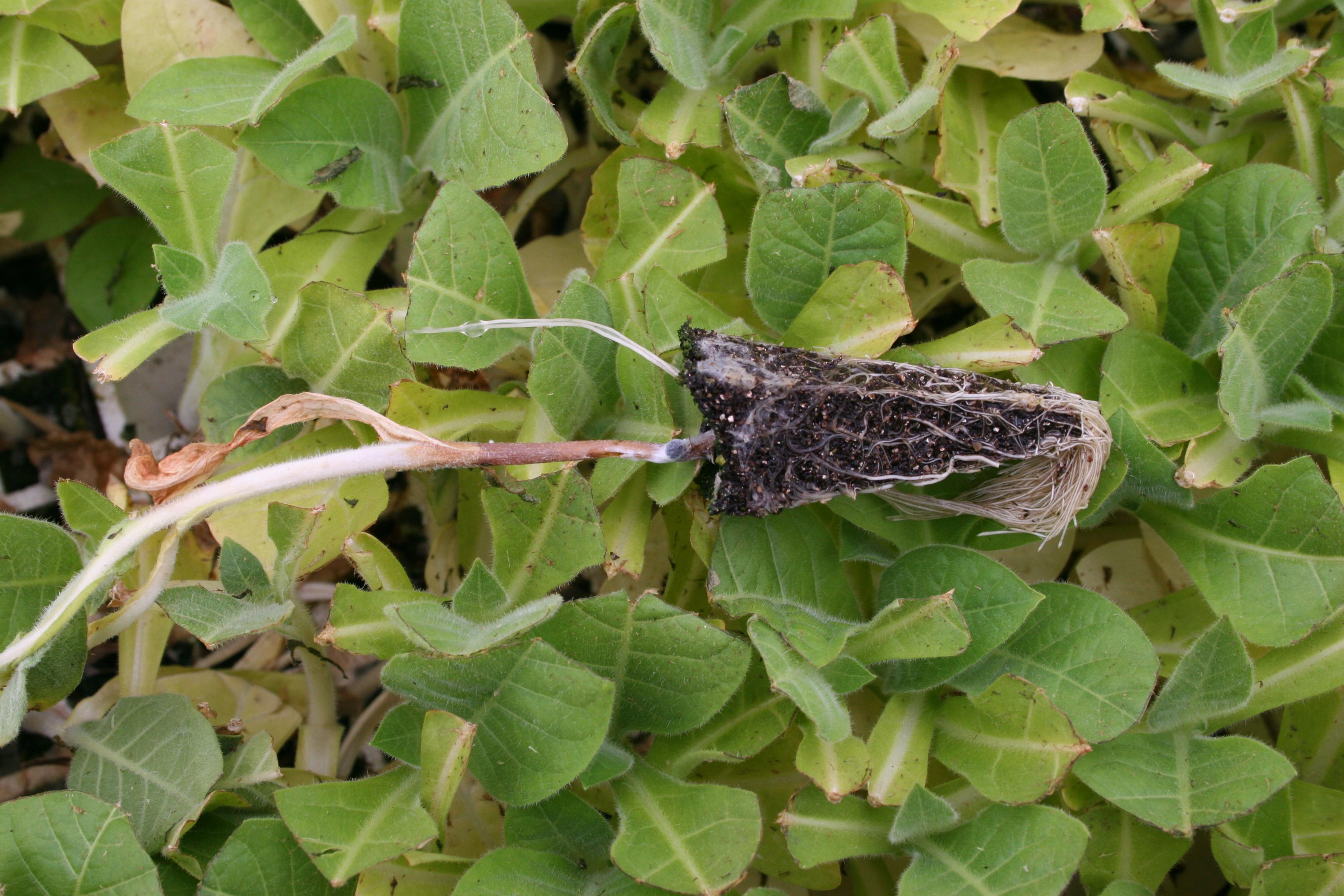 Note the small black sclerotium that has developed on the lower stem of this tobacco transplant.  Sclerotia are capable of surviving several years of unfavorable environmental conditions. Once favorable conditions resume, sclerotia produce a spore stage capable of infecting plants. (Photo: Kenneth Seebold, UK)