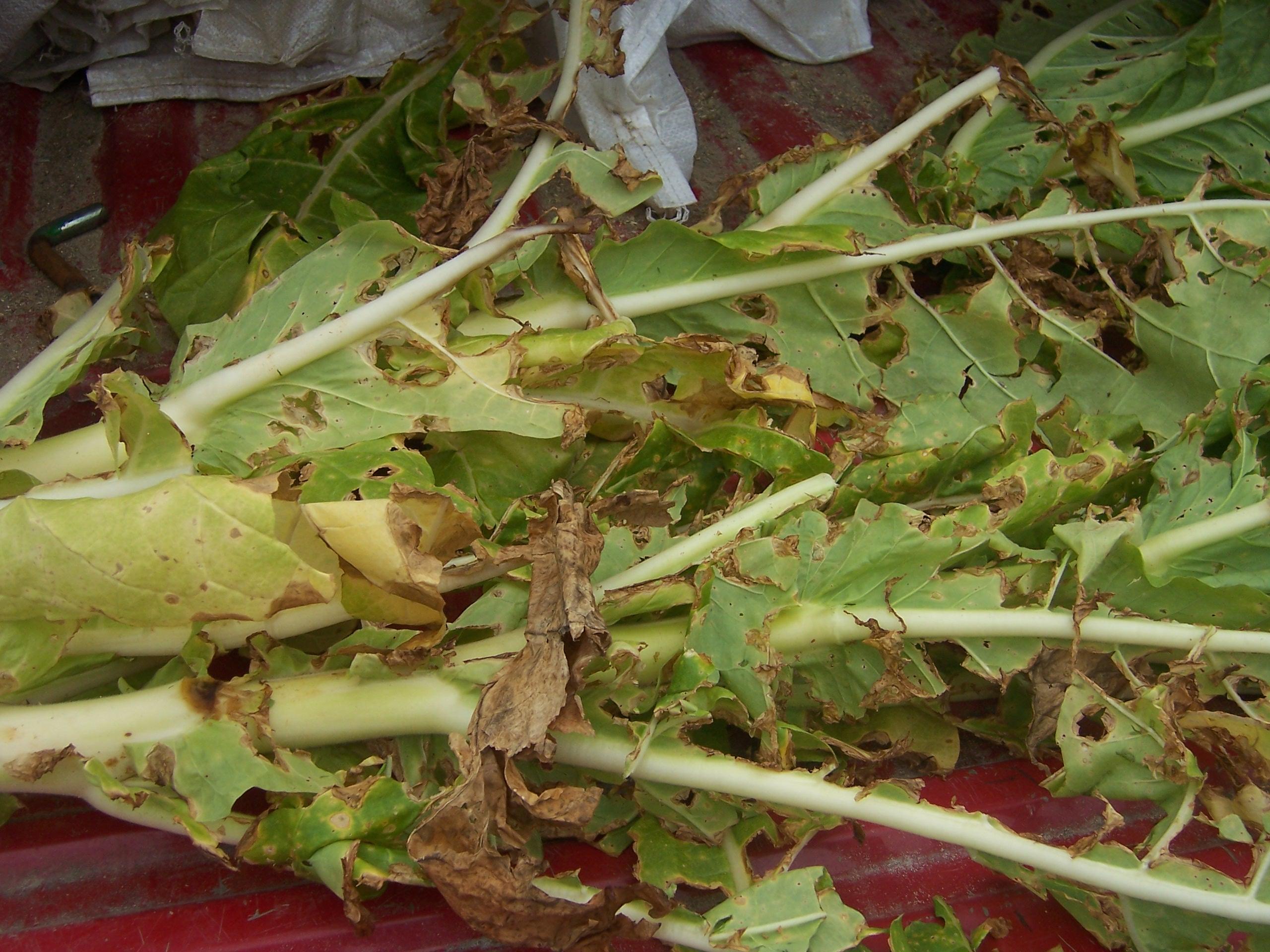 Target spot can result in considerable loss of leaf tissue. (Photo: Kenneth Seebold, UK)