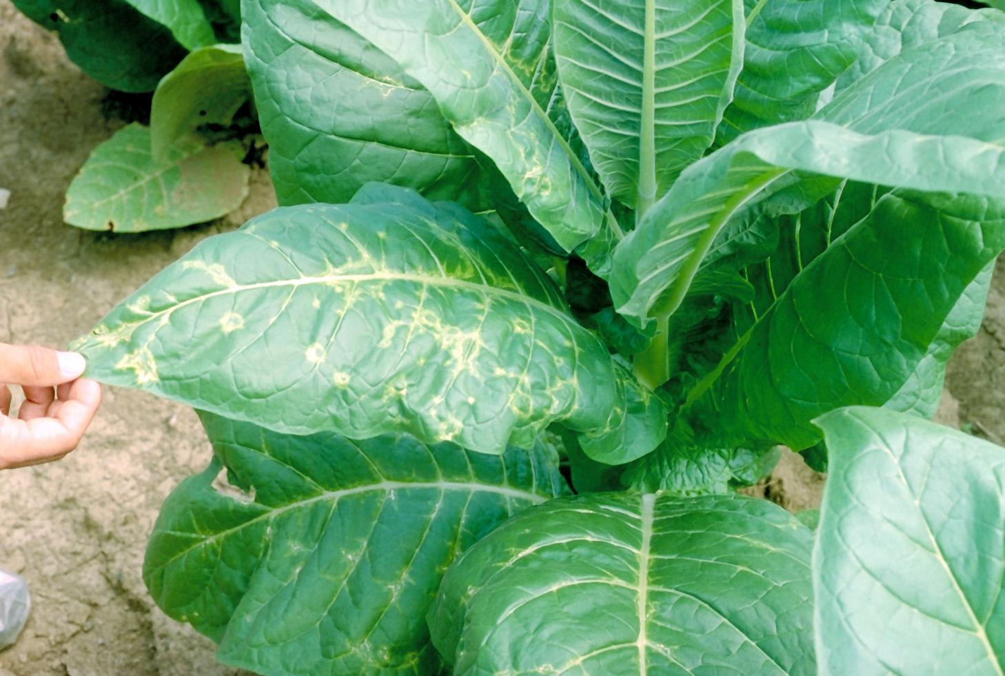 Tobacco ringspot virus results in chorotic (yellow) and necrotic (brown) rings on foliage.  Symptoms may occur predominantly on one side of a plant. (Photo: William Nesmith, UK)