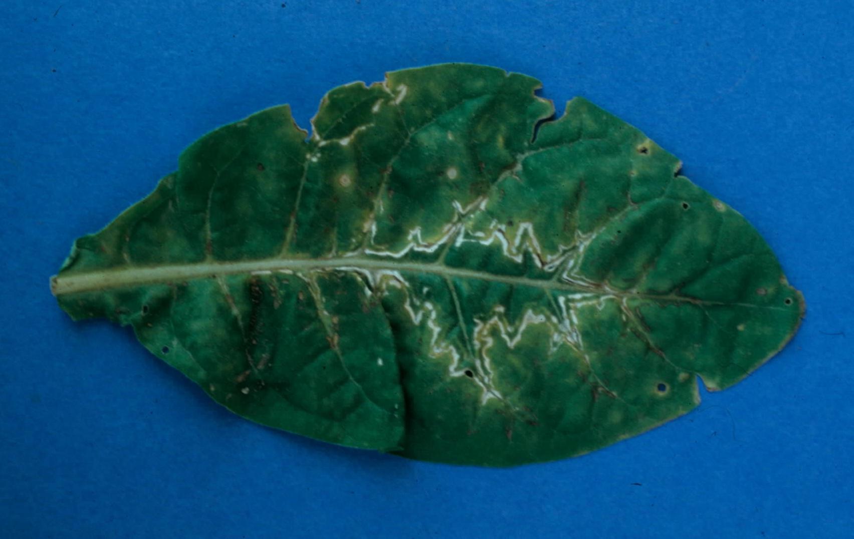 An "oak-leaf" pattern is also commonly observed on plants infected with tobacco ringspot virus. (Photo: Cheryl Kaiser, UK)