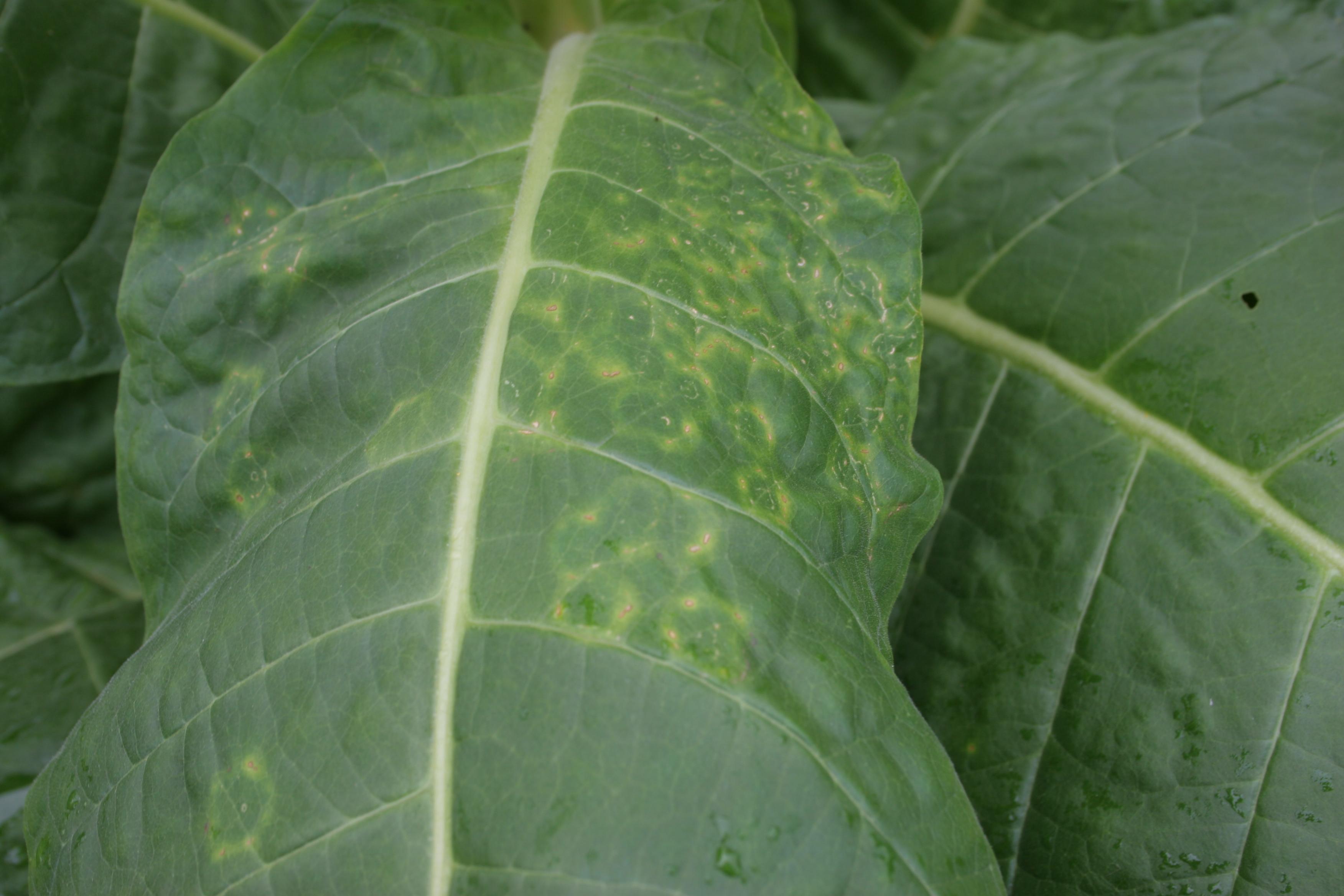 The typical chlorotic and necrotic ring symptom, as shown here, gives tobacco ringspot its name. (Photo: Kenneth Seebold, UK)