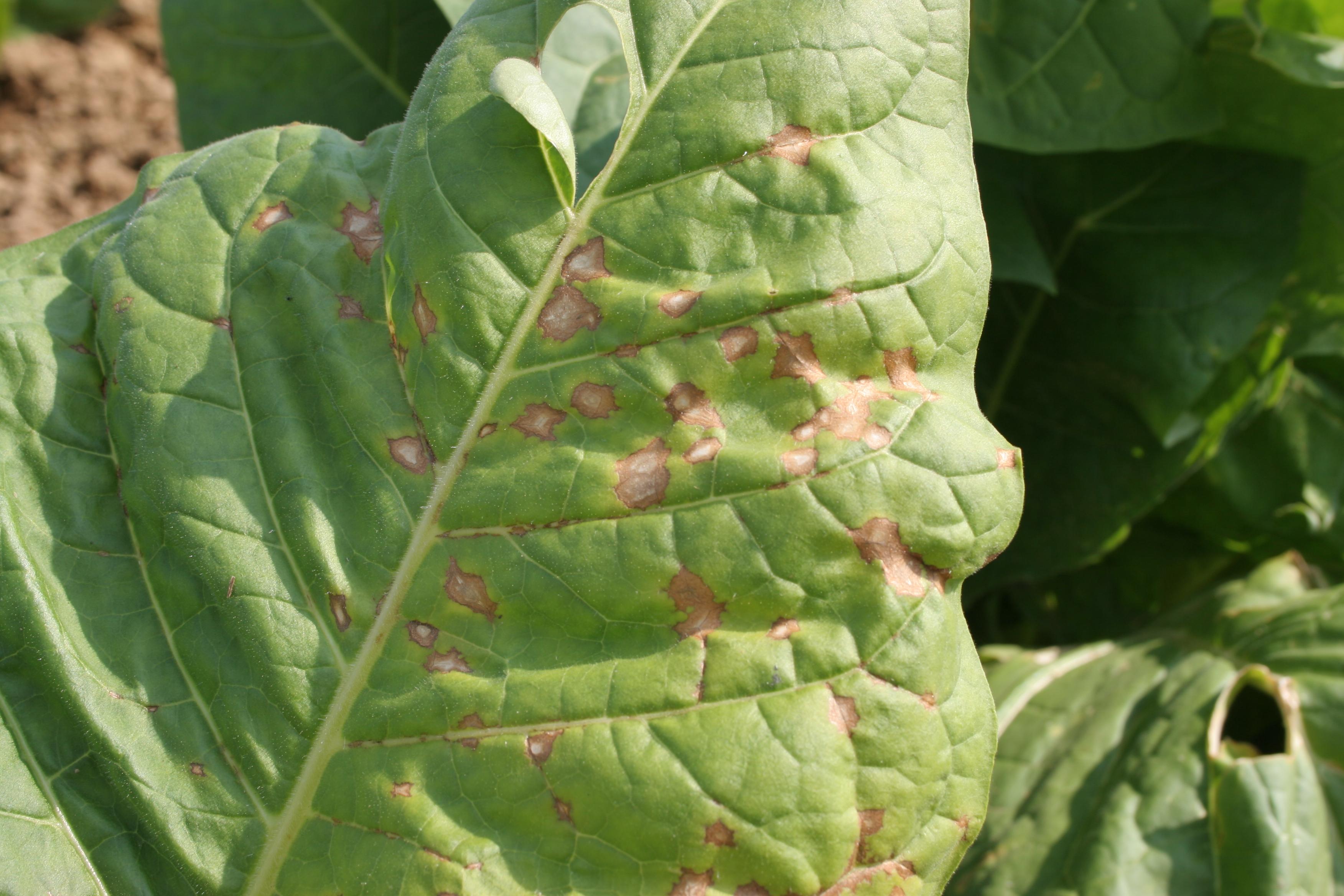 Necrotic (brown) zonate spots and rings may occur on younger leaves.  Spots may merge together to form larger necrotic areas. (Photo: Kenneth Seebold, UK)