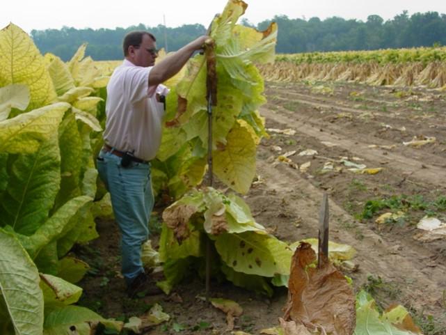 Cutting burley tobacco