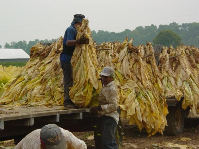 Loading Burley on Flatbed wagons