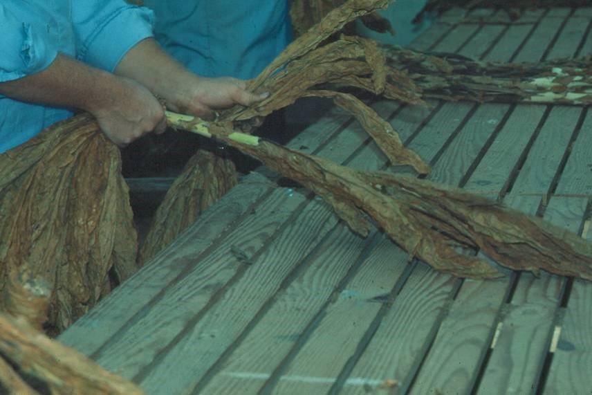 stripping burley tobacco
