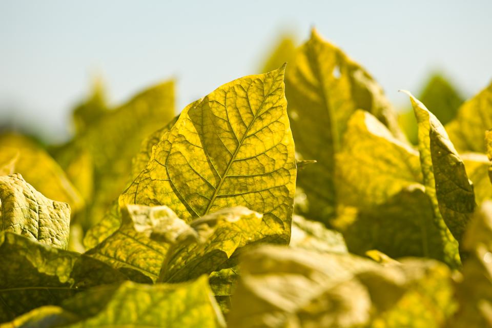Ripe burley tobacco