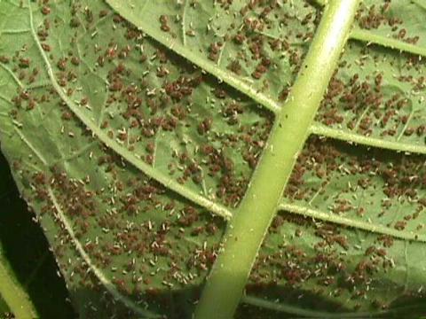 Red Aphids | Burley Tobacco Extension