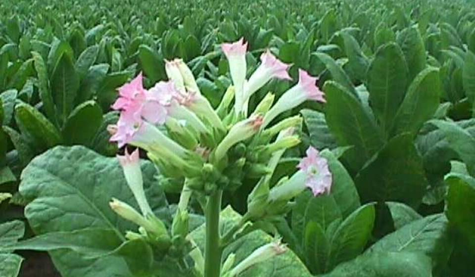 London Tobacco Market • London, Kentucky • The New London Tobacco Warehouse  serves burley tobacco growers throughout Kentucky, Tennessee and Virginia.  We sell tobacco supplies, tobacco plants, crop insurance and are here