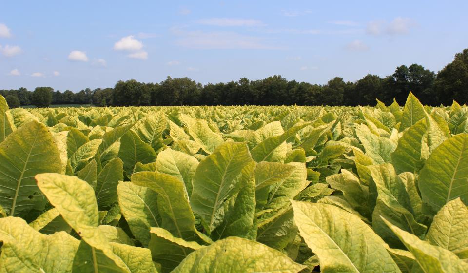 London Tobacco Market • London, Kentucky • The New London Tobacco Warehouse  serves burley tobacco growers throughout Kentucky, Tennessee and Virginia.  We sell tobacco supplies, tobacco plants, crop insurance and are here